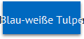 Blau-weie Tulpen 