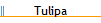 Tulipa
